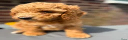 Cockapoo dogs for sale: Stunning F1B Cockapoos in Stockport - Advert 19