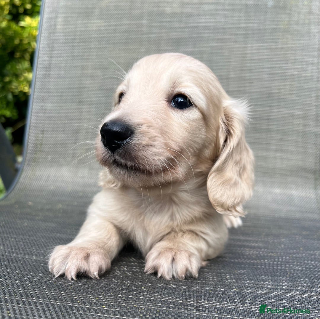 Miniature Dachshund dogs for sale: English Cream KC Reg Dachshund  - Image 4