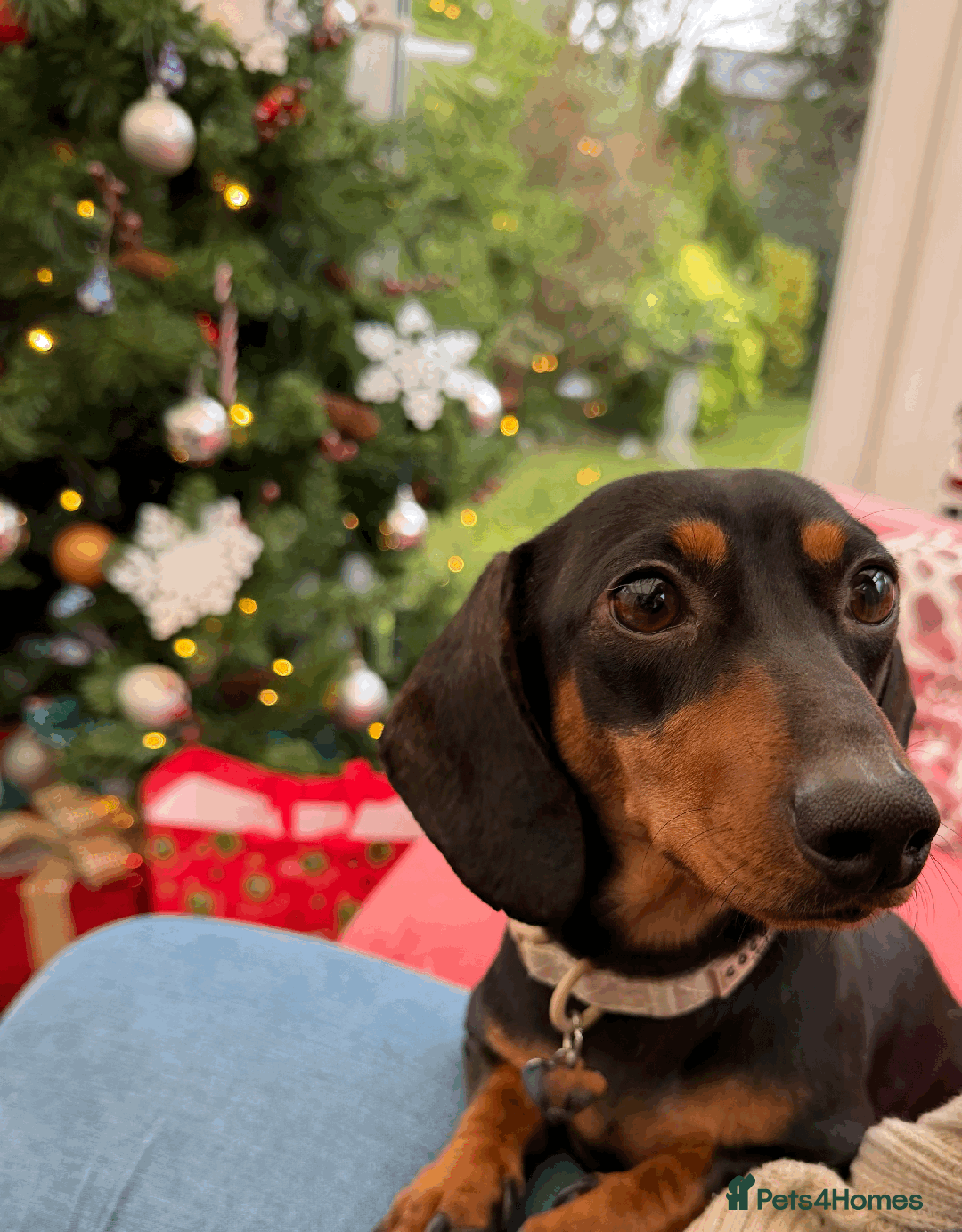 Miniature Dachshund dogs for sale: 2 year old Female Miniature Dachshund - Advert 4