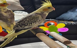 Cockatiels birds for sale: Handreared Cockatiels - Image 13