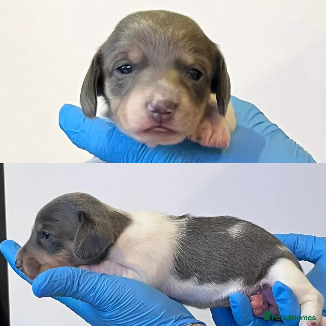 Miniature Dachshund dogs for stud: **RogueRoyales Hennessy** PRA Clear Isabella & Tan in Wolverhampton - Advert 15