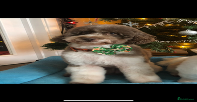 Cavapoo dogs Beautiful red and white - Advert 1