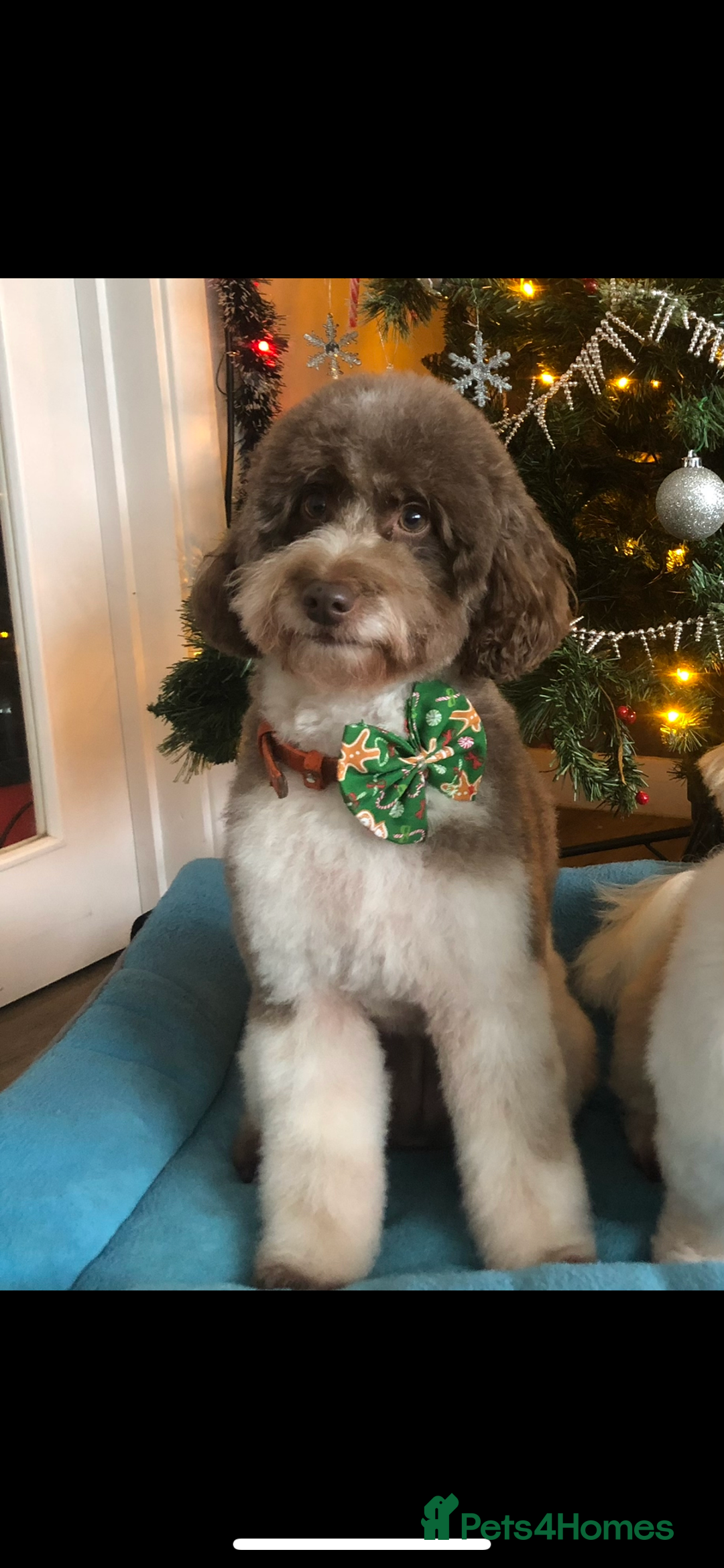 Cavapoo dogs for sale: Beautiful red and white - Advert 3