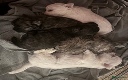 Mixed Breed dogs for sale: westie /wauzers - Advert 5