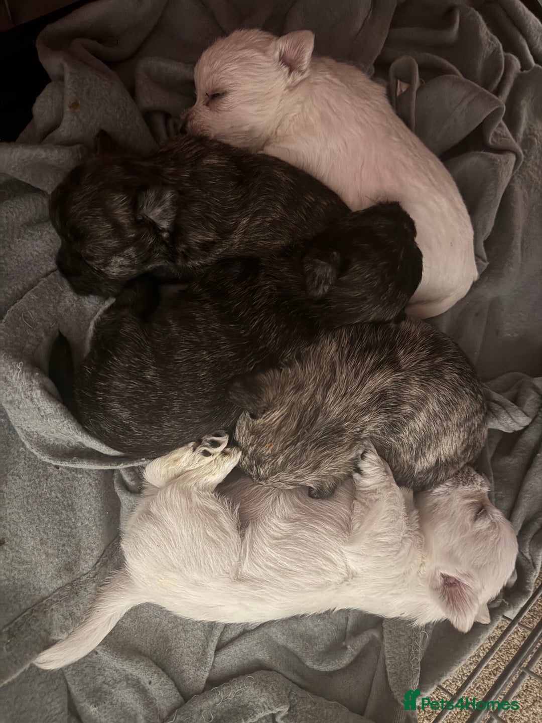 Mixed Breed dogs for sale: westie /wauzers - Advert 5