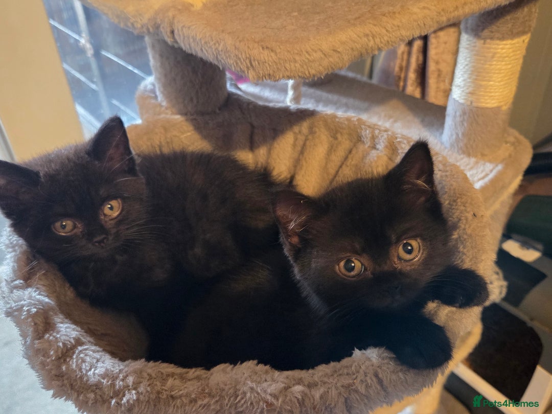 British Longhair cats for sale: Beautiful black British shorthair kittens  - Image 3