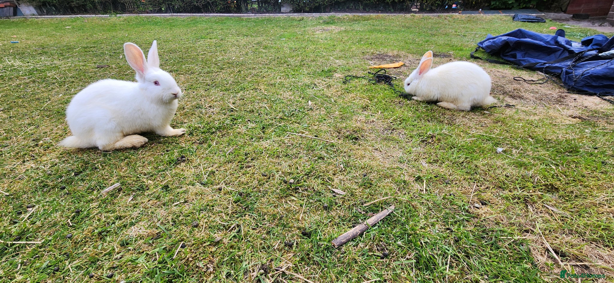 Mixed Breed rabbits Rabbits - Advert 1