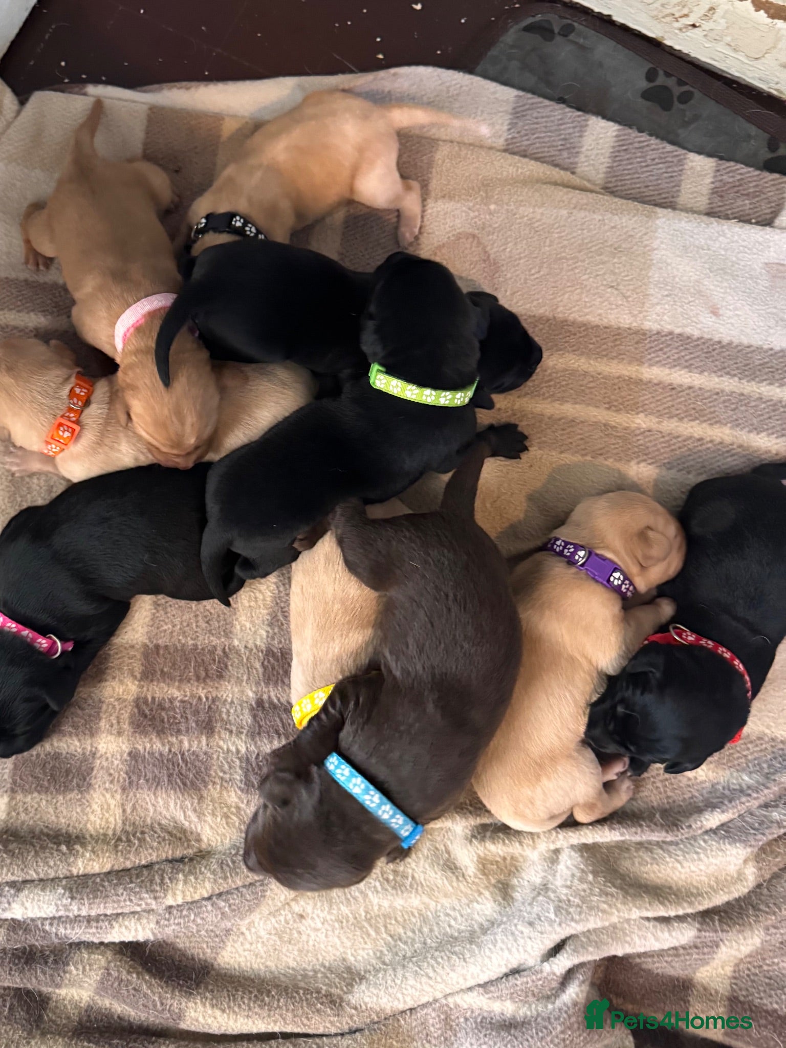 Labrador Retriever dogs 🔥 ❤️ Beautiful Labrador puppies 🔥❤️ - Advert 17