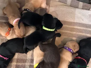 Labrador Retriever dogs 🔥 ❤️ Beautiful Labrador puppies 🔥❤️ - Advert 1