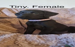 Labradoodle dogs for sale: Labradoodle miniature - Image 4
