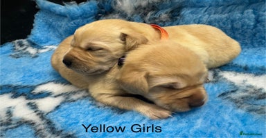 Labrador Retriever dogs - Advert 5