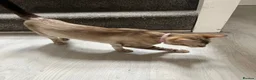 Bengal cats for sale: Yeyo. - Advert 14
