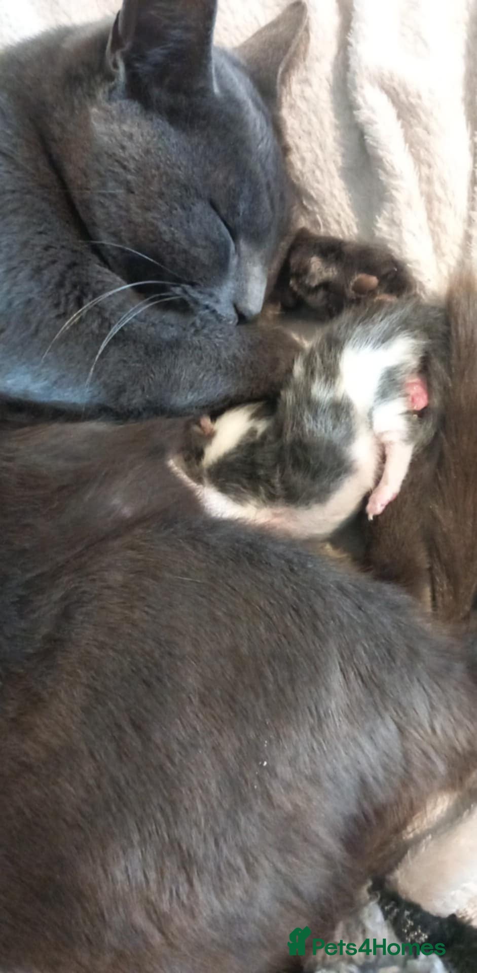Persian cats Female kitten ready to go to forever home now! - Advert 2