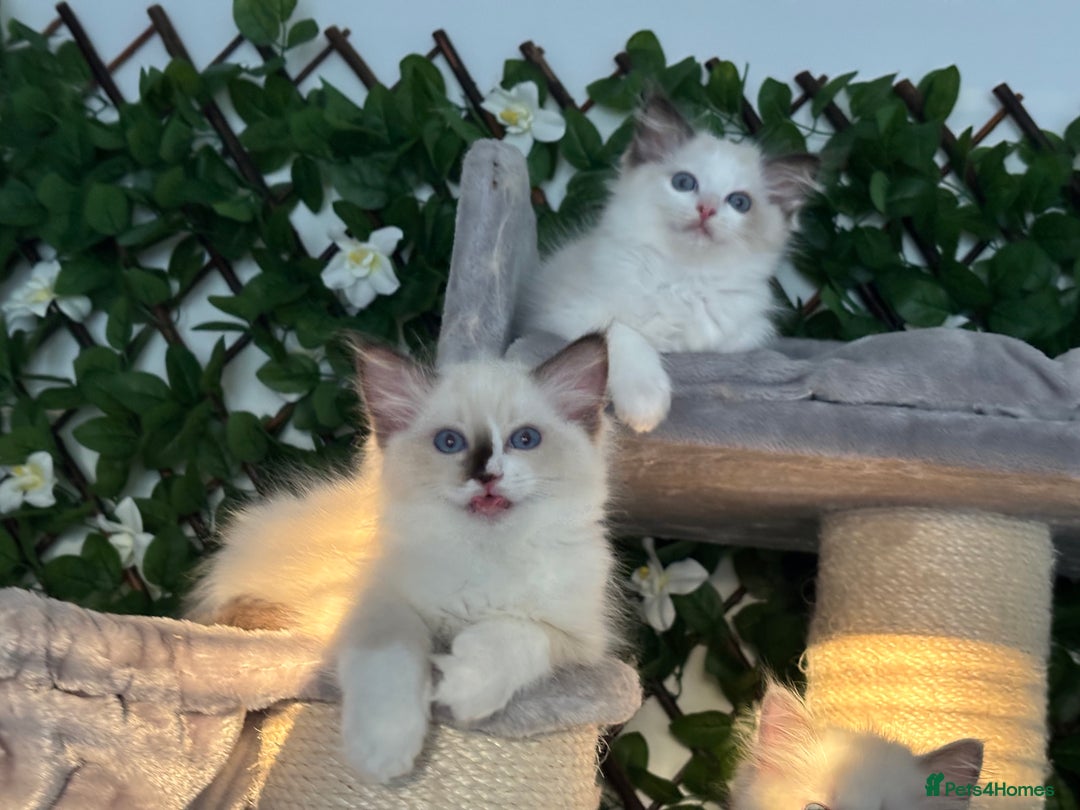 Ragdoll cats for sale: TICA, DNA tested, 5 gen pedigree  - Image 15