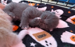 Mixed Breed cats for sale: Kittens looking for forever homes - Image 12