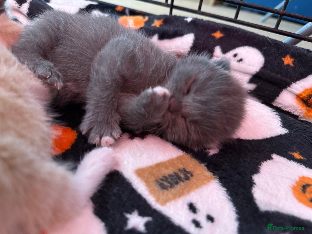 Mixed Breed cats for sale: Kittens looking for forever homes - Image 12