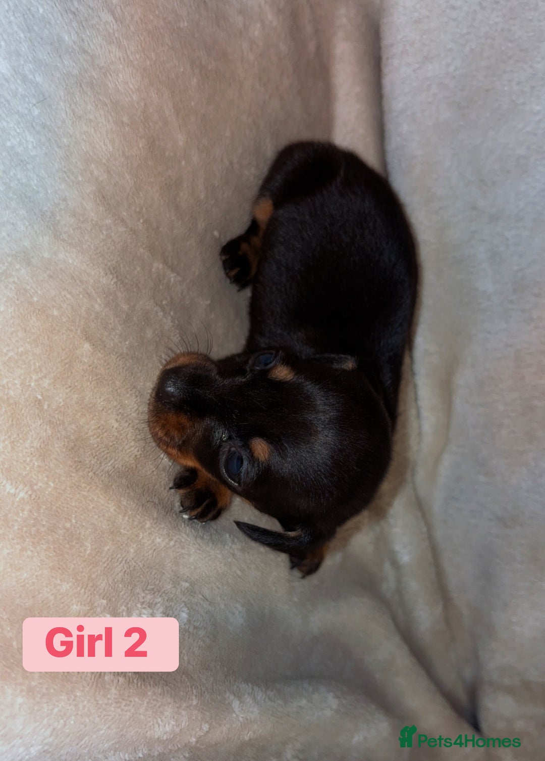 Dachshund dogs for sale: Miniature dachshund pups 🐶  - Advert 2
