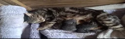 Mixed Breed cats for sale: For sale kittens  in Banbury - Advert 2
