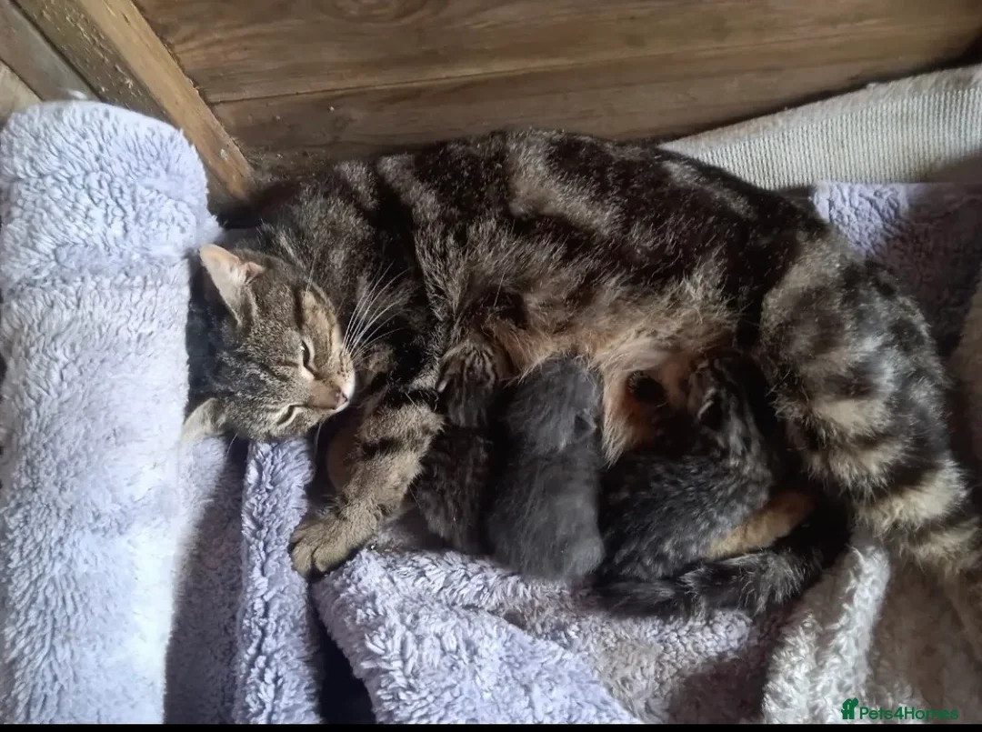 Mixed Breed cats for sale: For sale kittens  in Banbury - Advert 2