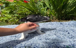 Jack Russell dogs for sale: 5 Available: Jack Russell Puppies. 2 Girls, 3 Boys - Image 22