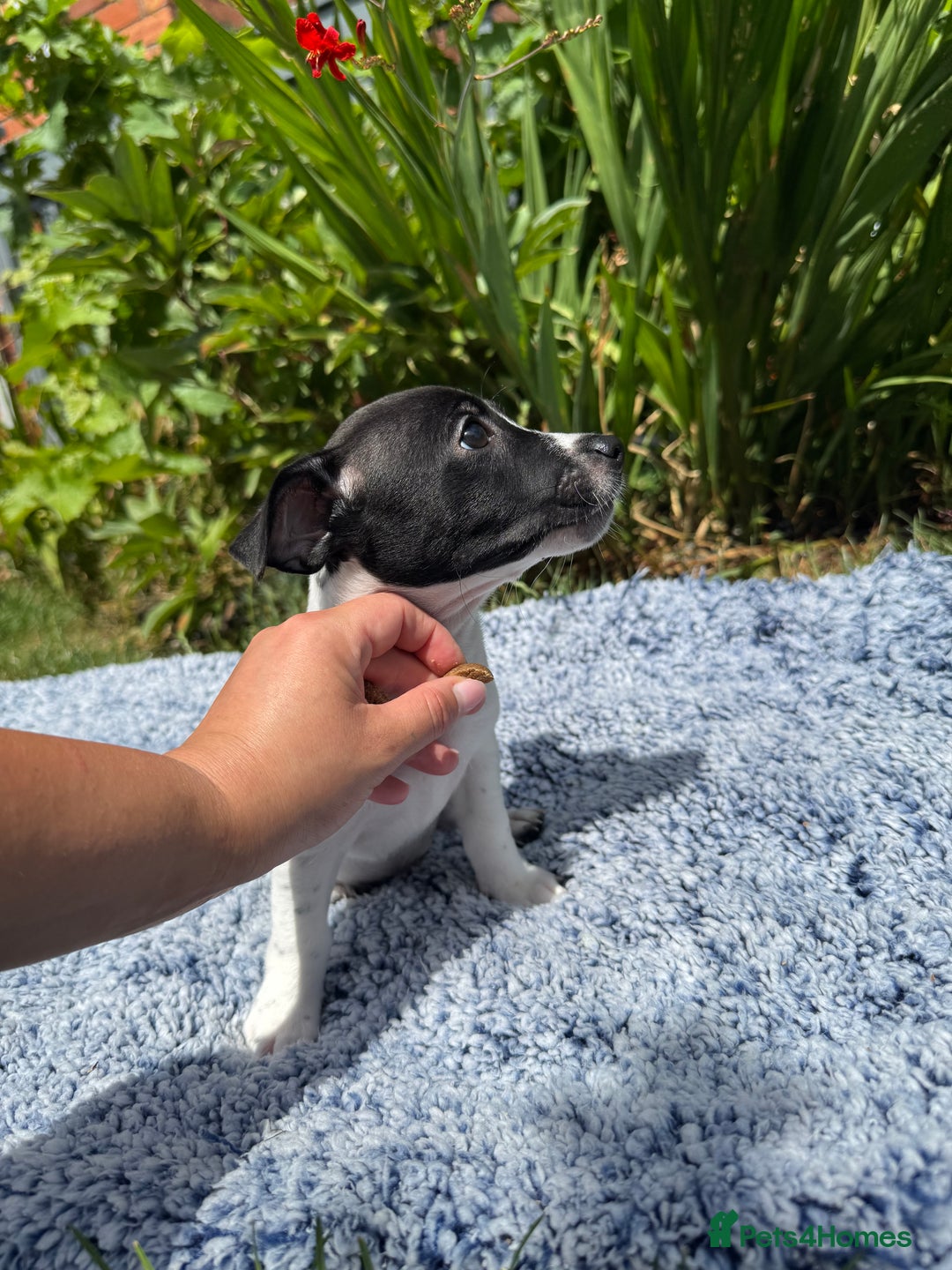 Jack Russell dogs for sale: 5 Available: Jack Russell Puppies. 2 Girls, 3 Boys - Image 22
