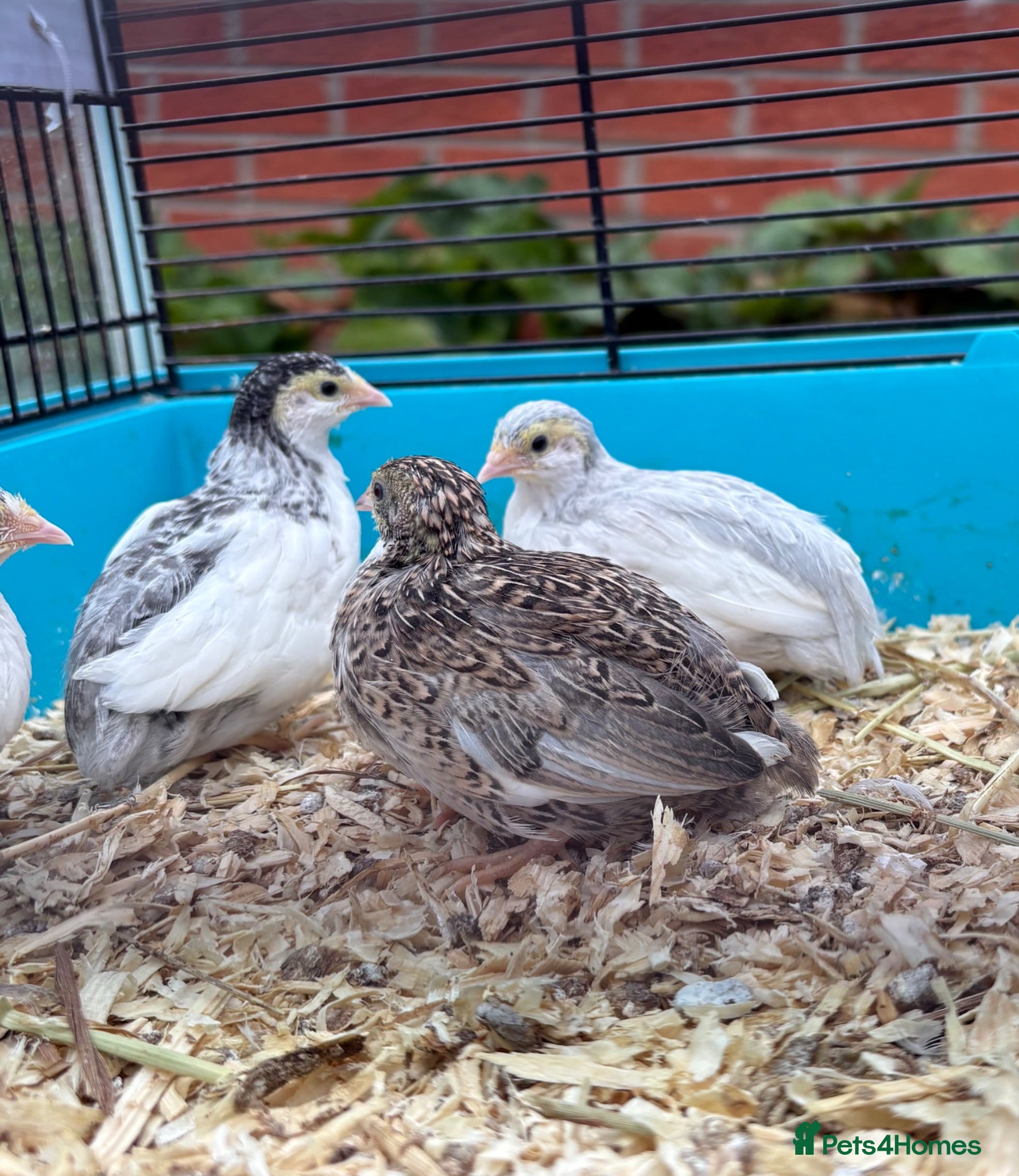 Quail poultry Button Quail mixed colours and sex - Advert 1