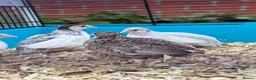 Quail poultry for sale: Button Quail mixed colours and sex - Advert 1