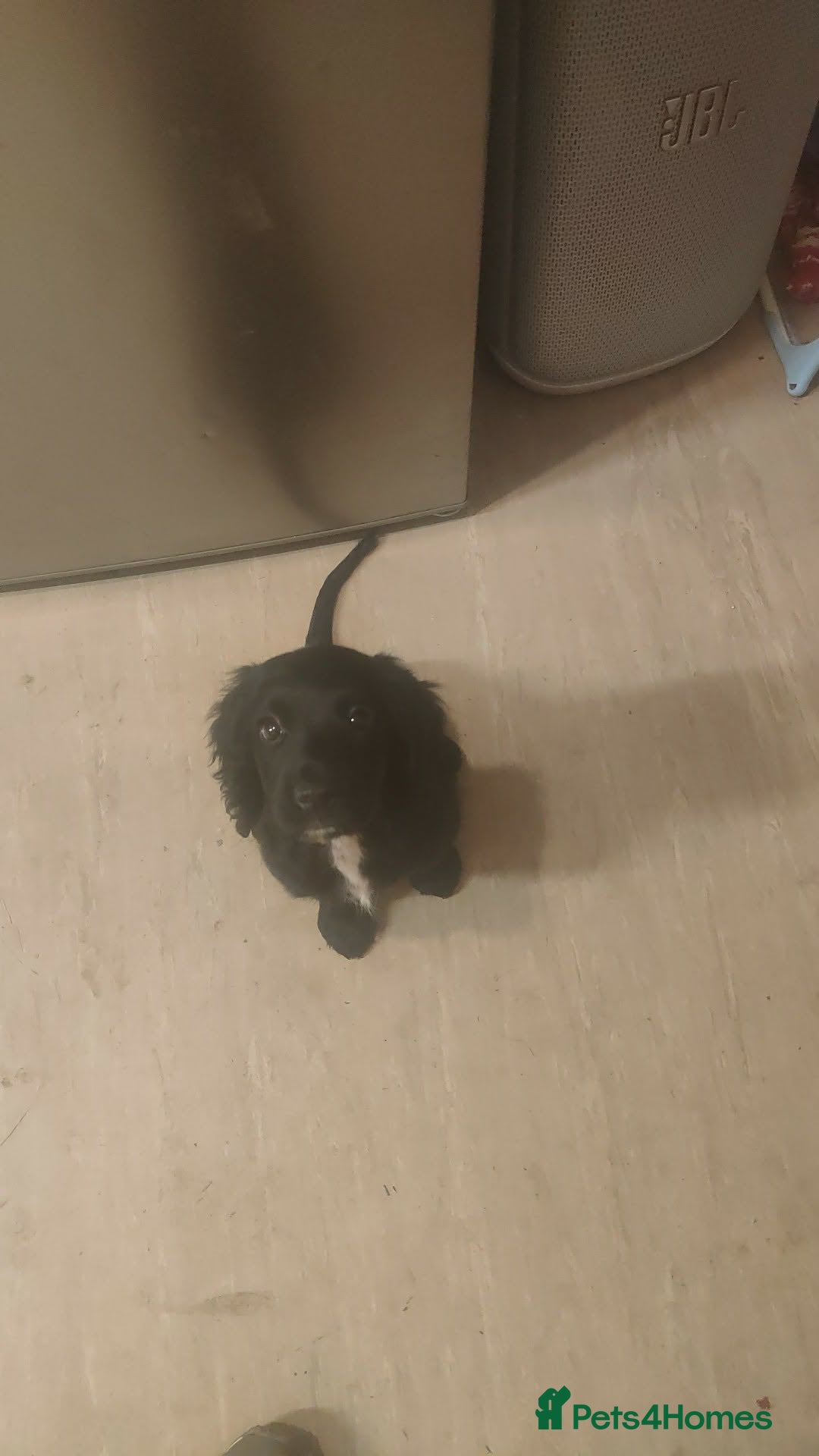 Cocker Spaniel dogs Bella  - Advert 1