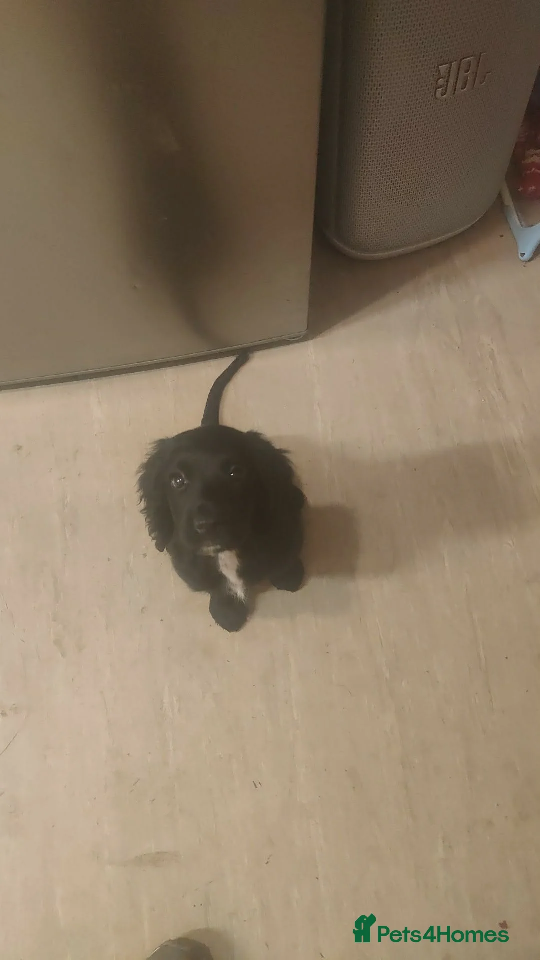 Cocker Spaniel dogs for sale: Rehome ASAP  - Advert 1