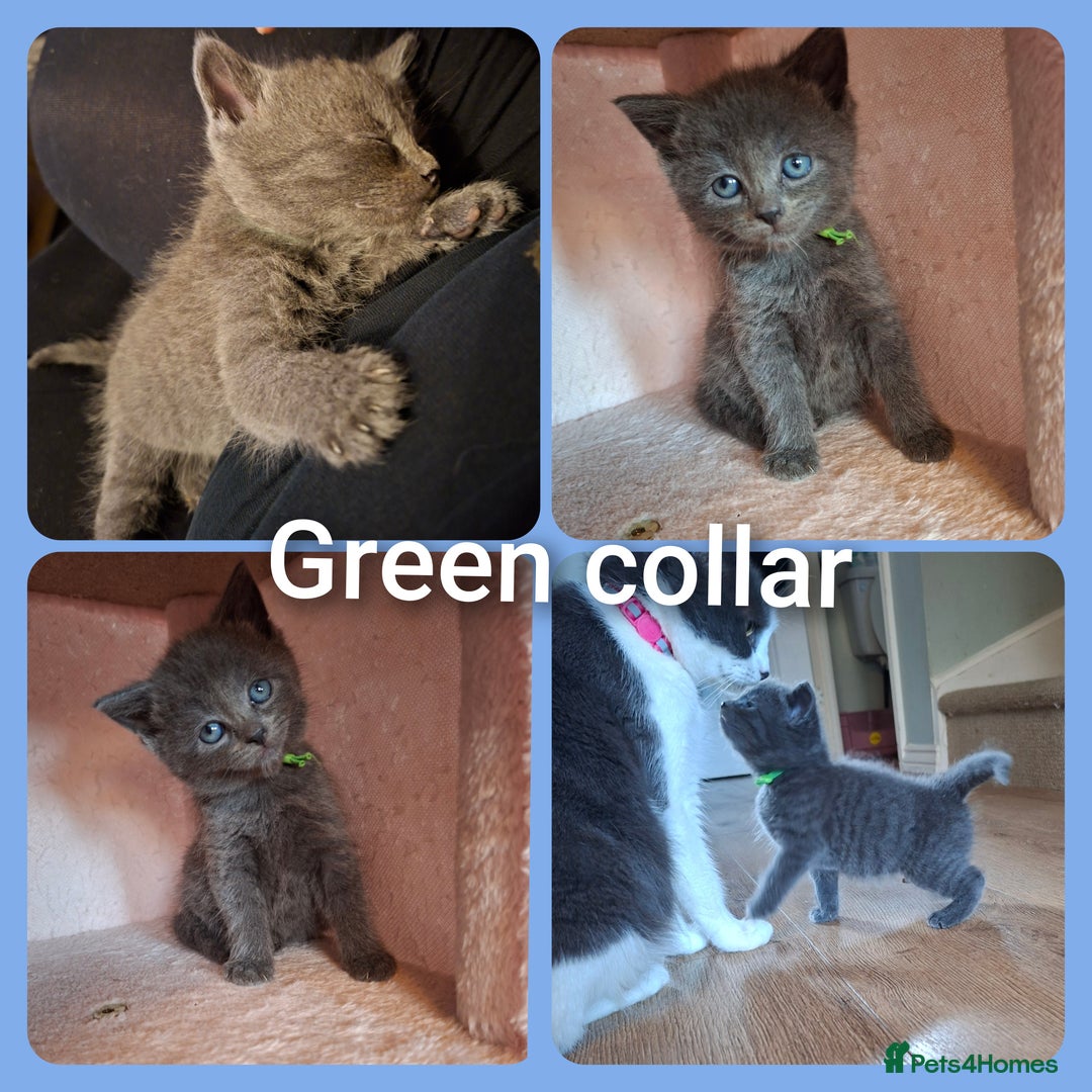 Mixed Breed cats for sale: 5 gorgeous kittens - Image 6