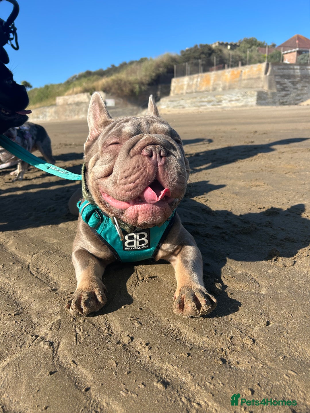 French Bulldog dogs for stud: Mr Shady Boy  - Image 5