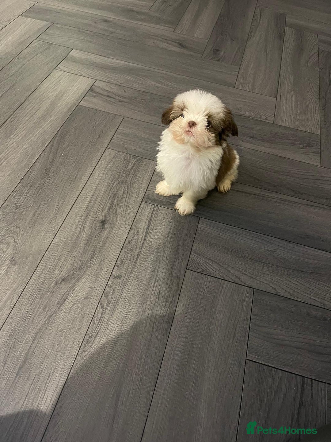 Shih Tzu dogs for sale: Orange and white imperial shih tzu - Advert 4