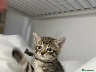 Bengal cats Very cute and active bengal kittens - Advert 1