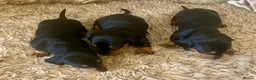 Dachshund dogs for sale: 5 dachshunds for sale  in London - Advert 4