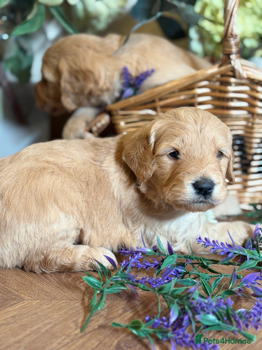 Mini Goldendoodle dogs for sale: Health tested Minature dark red/golden doodles  - Image 25