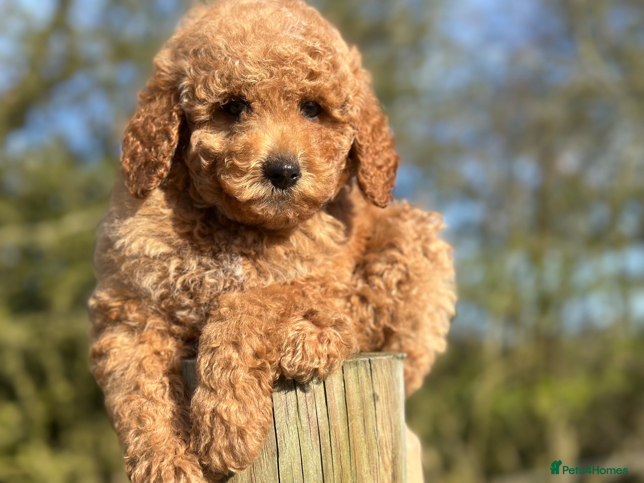 Goldendoodle dogs F1B MINI/MEDIUM GOLDENDOODLES LAST GIRL  1795 - Advert 2