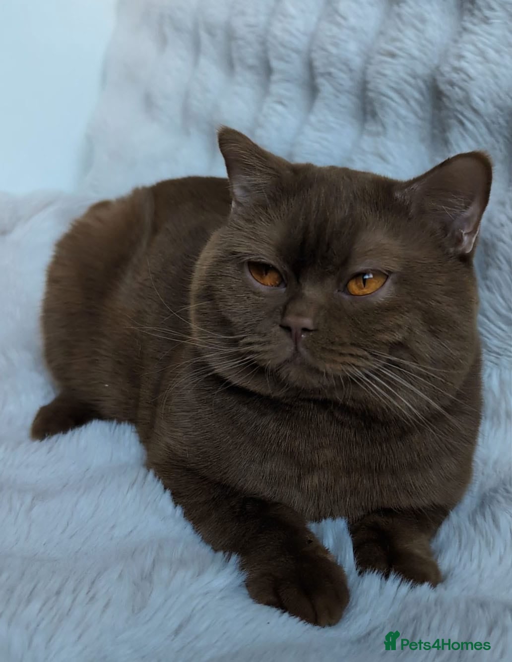 British Shorthair cats 🏆GCCF / TICA Active –🏅  - Advert 4