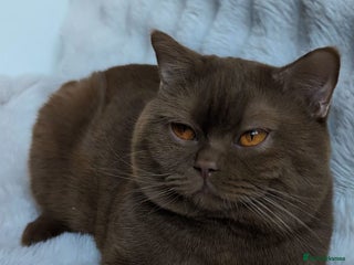 British Shorthair cats 🏆GCCF / TICA Active –🏅 - Advert 4