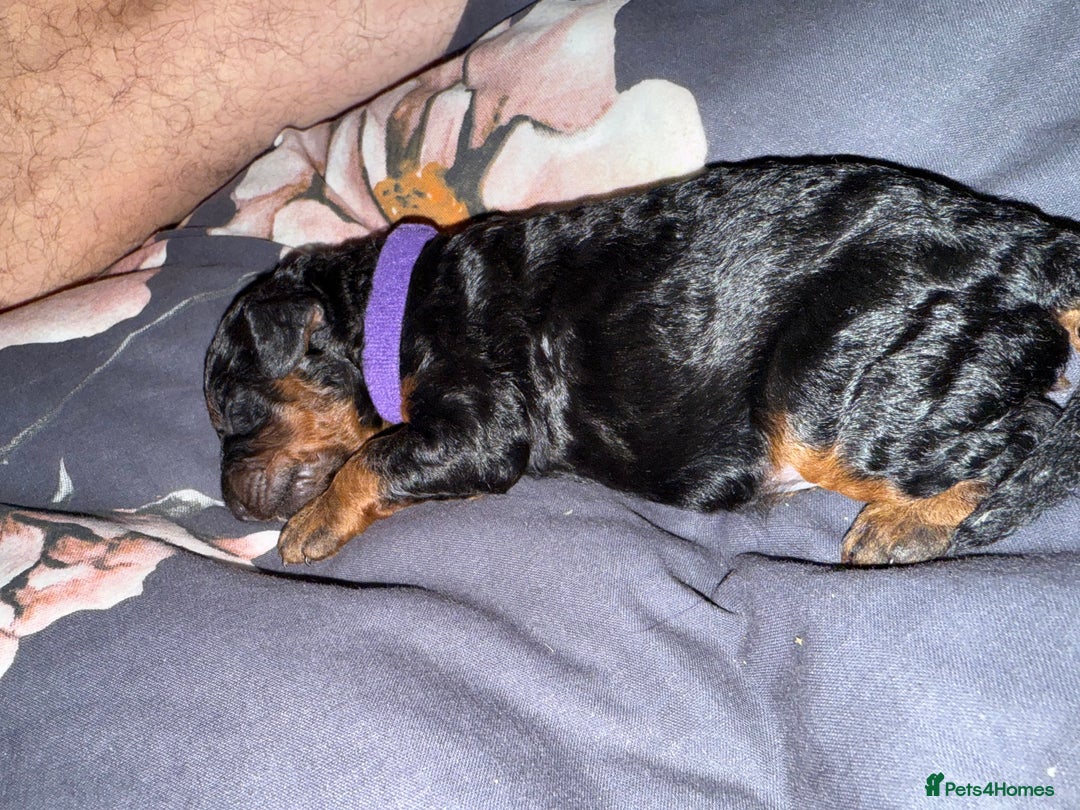 Cockapoo dogs for sale: 3 healthy phantom F1B cockapoo boys for sale  - Image 6