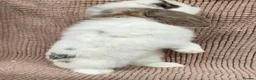 Mini Lop rabbits for sale: Mini lop bucks  in Romsey - Advert 8