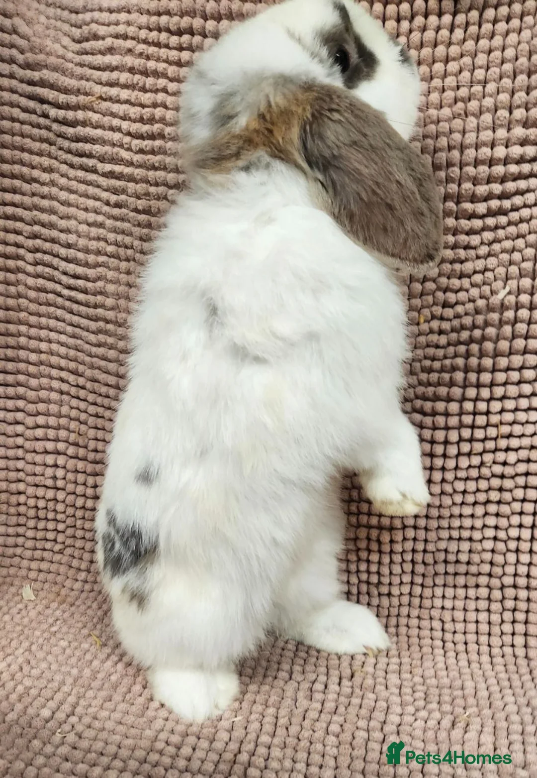 Mini Lop rabbits for sale: Mini lop bucks  in Romsey - Advert 8