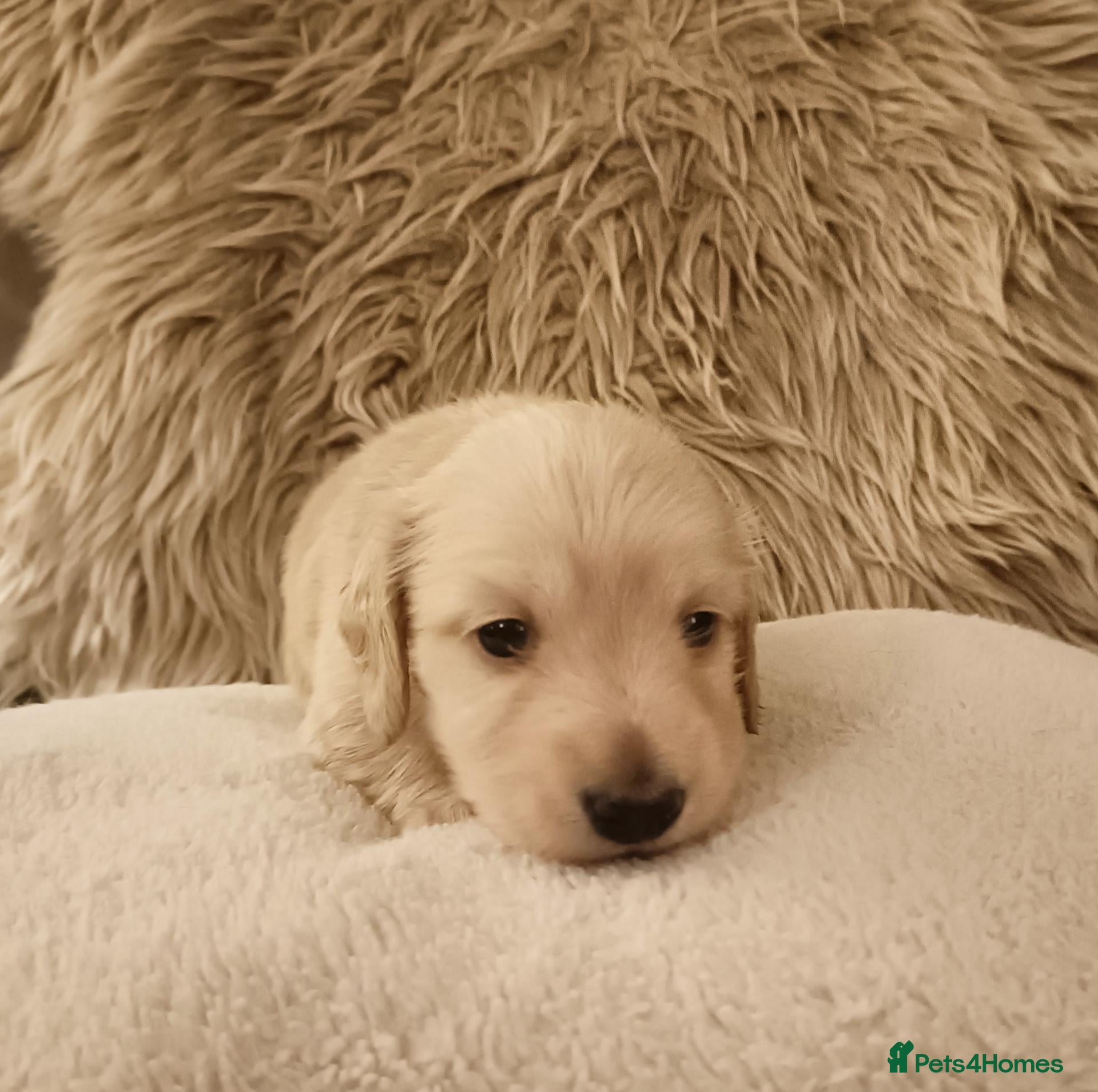 Miniature Dachshund dogs Quality Longhaired mini dachshund trusted breeder  - Advert 1