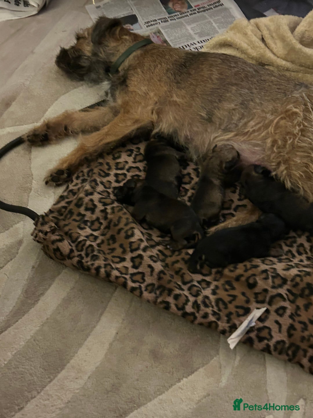 Border Terrier dogs for sale: Beautiful Border Terrier Pups - Advert 2