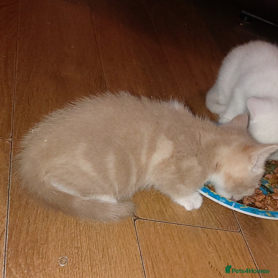 Mixed Breed cats for sale: 1 white, ginger and caramac kitten  - Advert 22