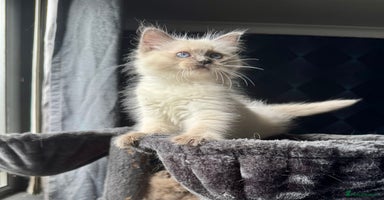 Ragdoll cats - Advert 2