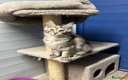 Maine Coon cats for sale: Beautiful Maine Coon kittens for sale - Image 1