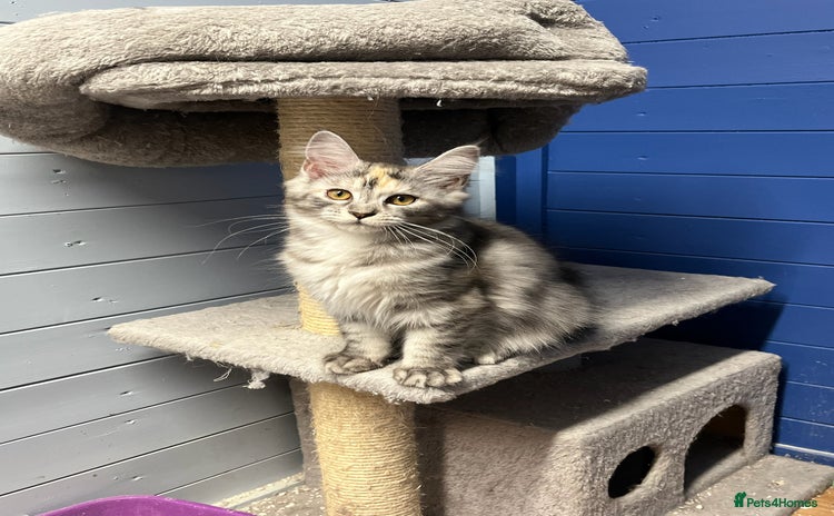 Maine Coon cats - Advert 1