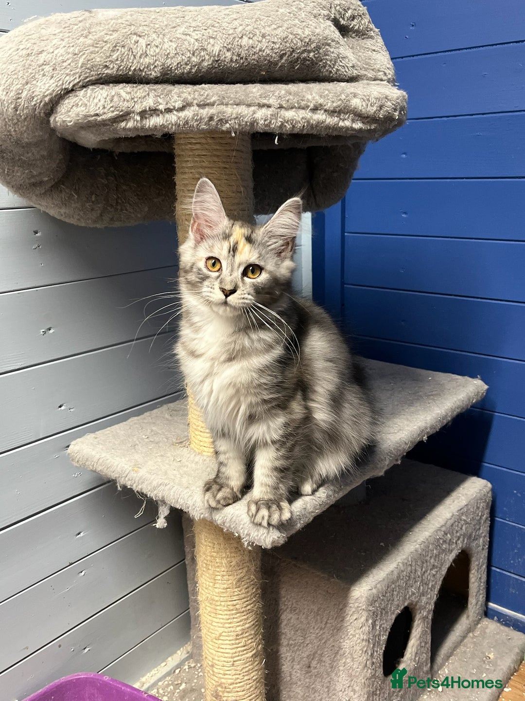 Maine Coon cats for sale: Beautiful Maine Coon kittens for sale - Image 1