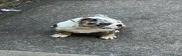English Bulldog dogs for sale: English bulldog Blue tri Merle in Bradford - Advert 9