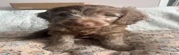 Cockapoo dogs for sale: Chocolate/Silver beige Multigen puppies - Advert 12
